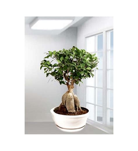 büyük boy bonsai saksısı